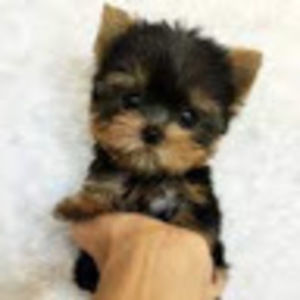 Meet your Posher, Amaya